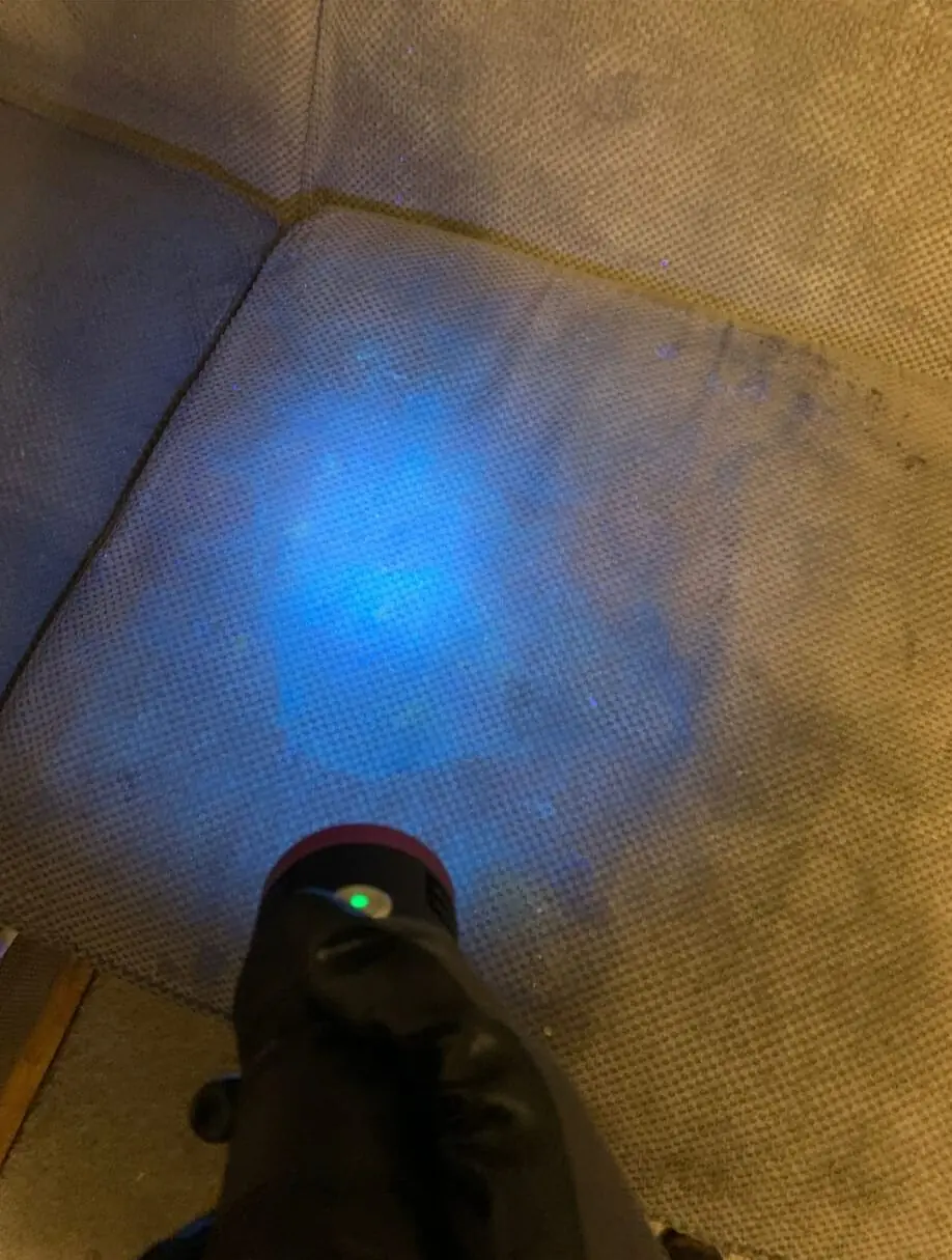 A carpet lit by a handheld ultraviolet lamp in a darkened room, showing patches of pet contamination that cannot be seen under ordinary lighting